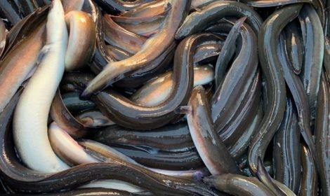 eels paling-470x280